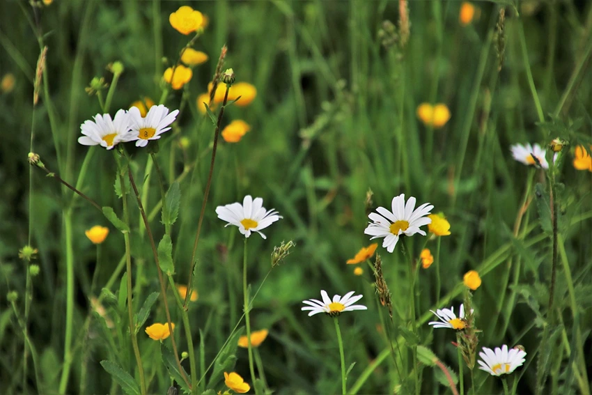 How to Grow Chamomile
