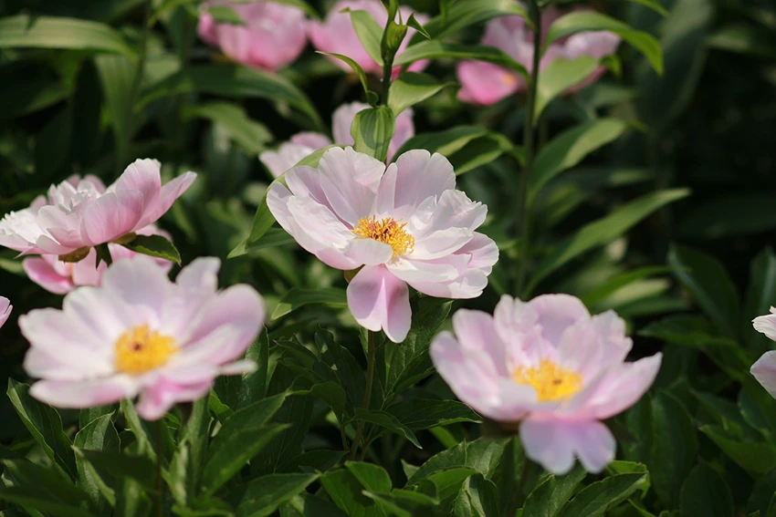 Caring for Tree Peonies