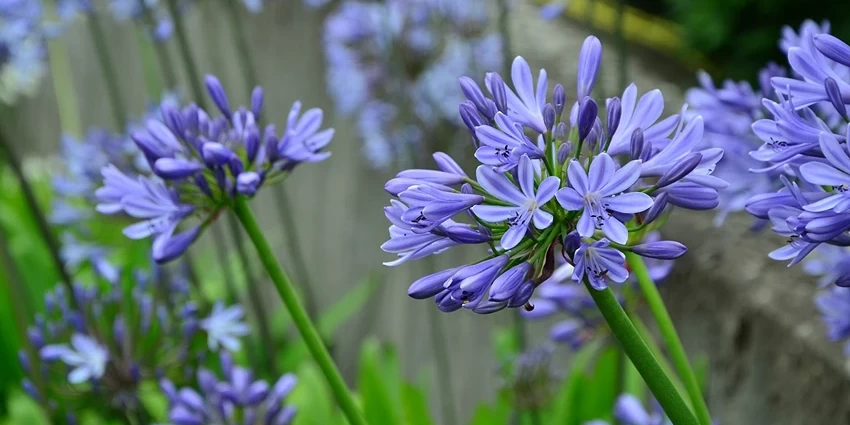 How to Grow Agapanthus: A Comprehensive Guide