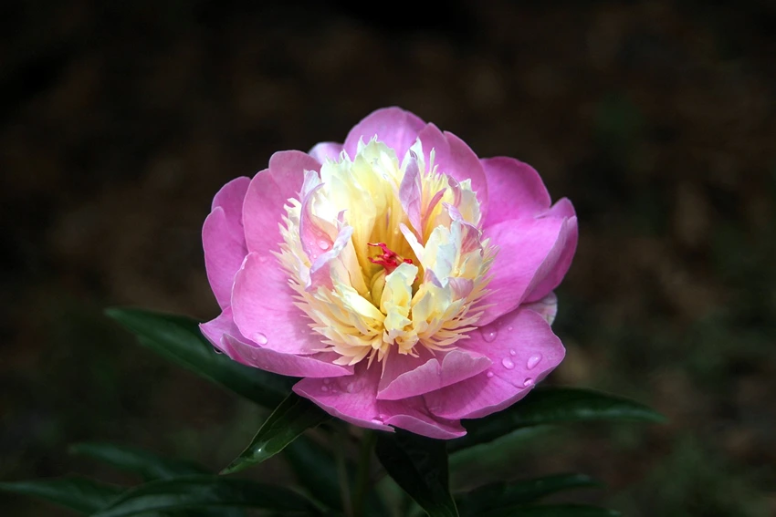 Where to Grow Tree Peonies