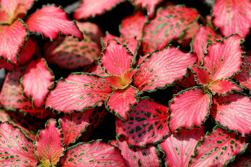 How to Grow Fittonia
