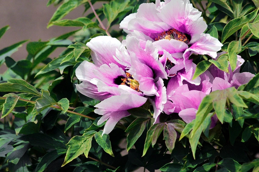 Introduction to Tree Peonies