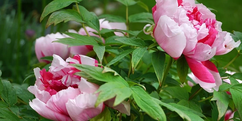 The Art of Cultivating Tree Peonies: A Gardener's Guide
