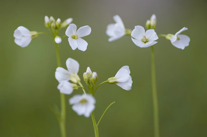 Growing Woodruff: Problem Solving
