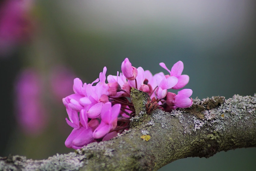 Introduction to the Judas Tree (Cercis siliquastrum)