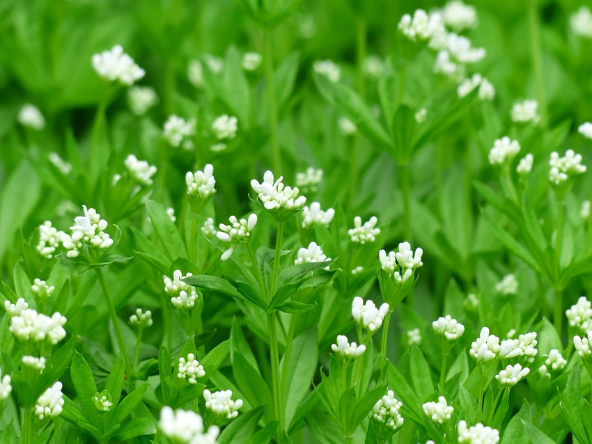 Caring for Woodruff