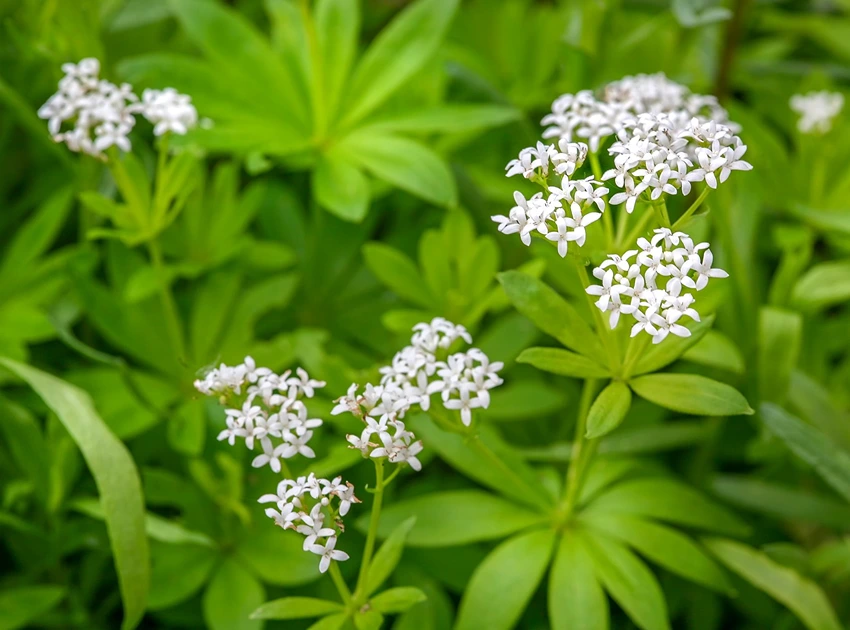 Where to Grow Woodruff