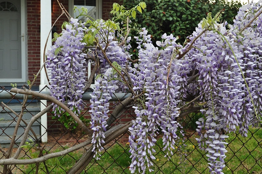 FAQs About Fast Growing Climbing Plants for Fences