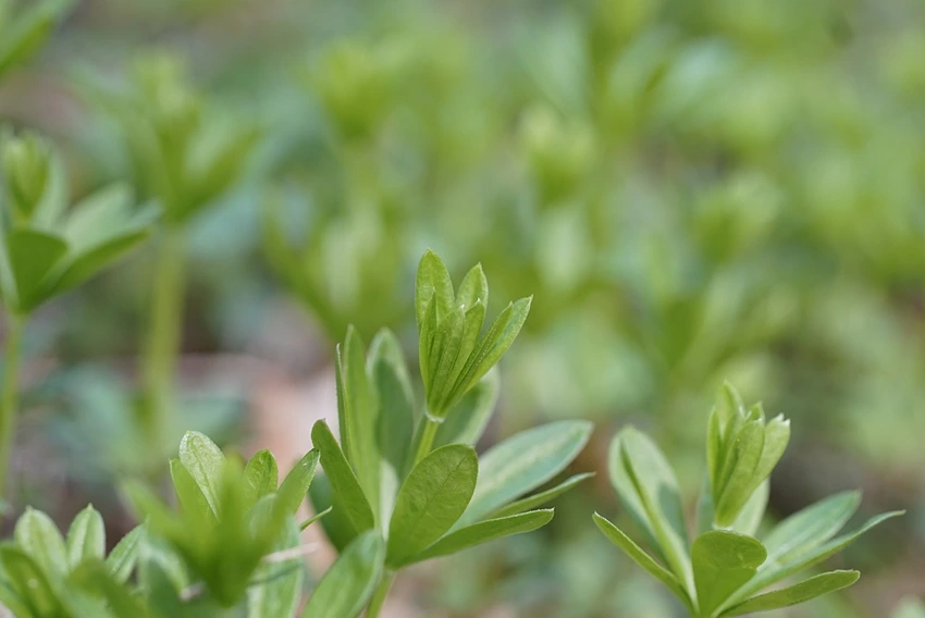 Cultivating the Charming Woodruff: A Gardener's Guide to Galium Odoratum