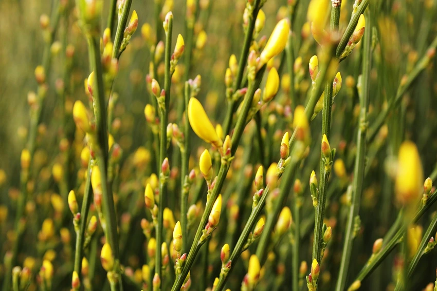 Caring for Broom Plants