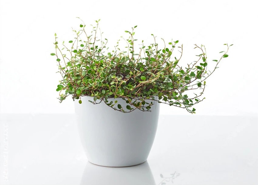 How to Grow Muehlenbeckia