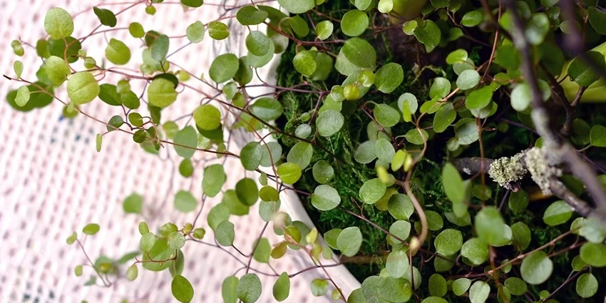 Introduction to Muehlenbeckia