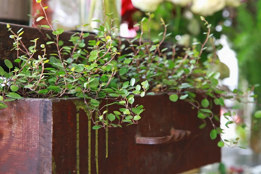 How to Plant Muehlenbeckia