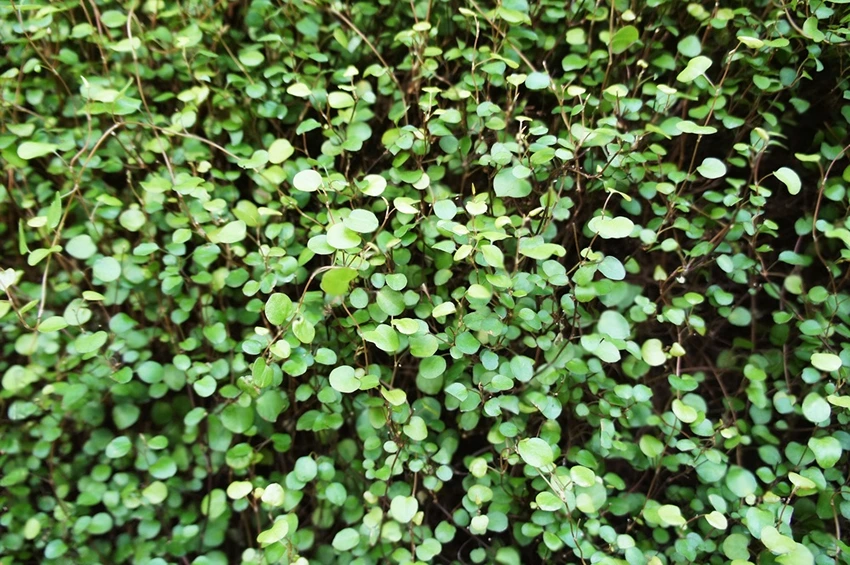 Caring for Muehlenbeckia