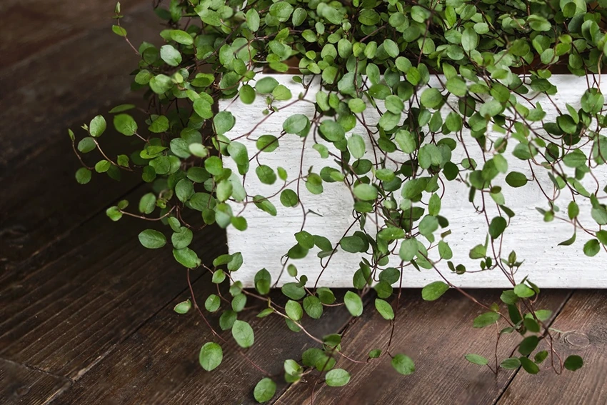How to Propagate Muehlenbeckia