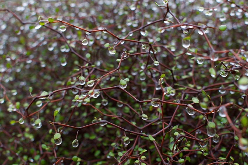 Varieties of Muehlenbeckia to Grow