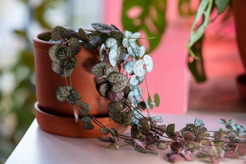 Caring for String of Hearts