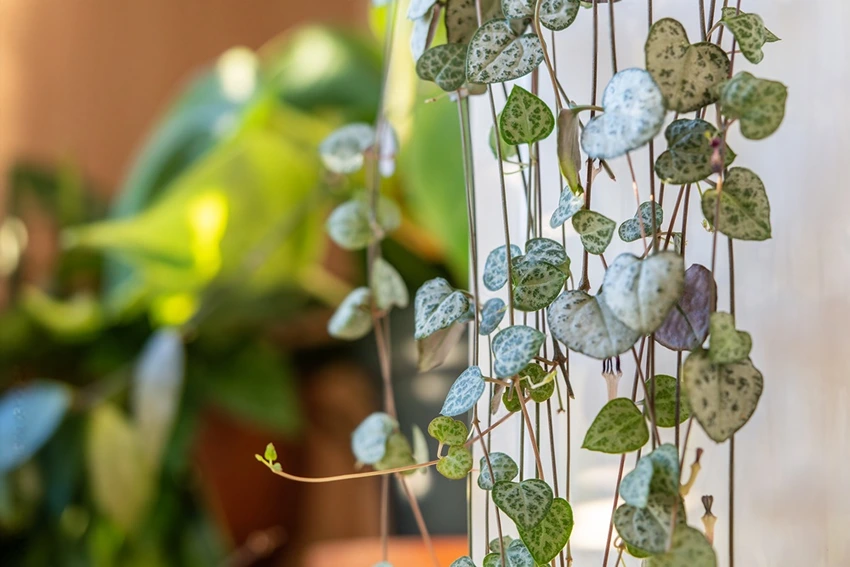 Varieties of String of Hearts to Grow