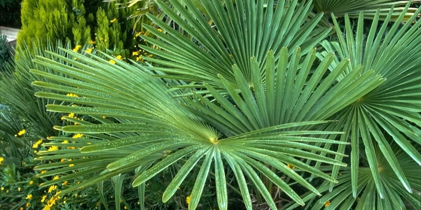 Mastering the Art of Cultivating Trachycarpus Fortunei: A British Green Thumb Guide