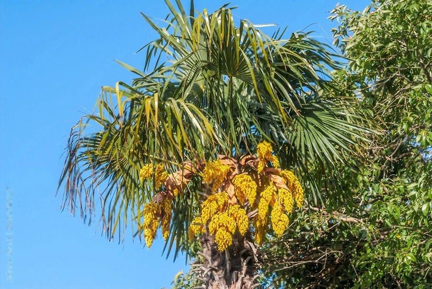 How to Grow Trachycarpus Fortunei