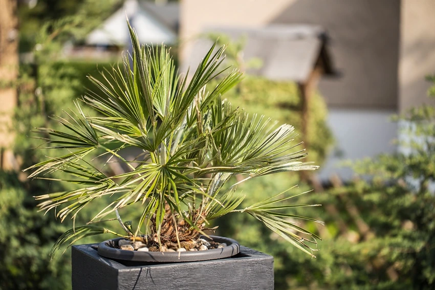 Where to Grow Trachycarpus Fortunei
