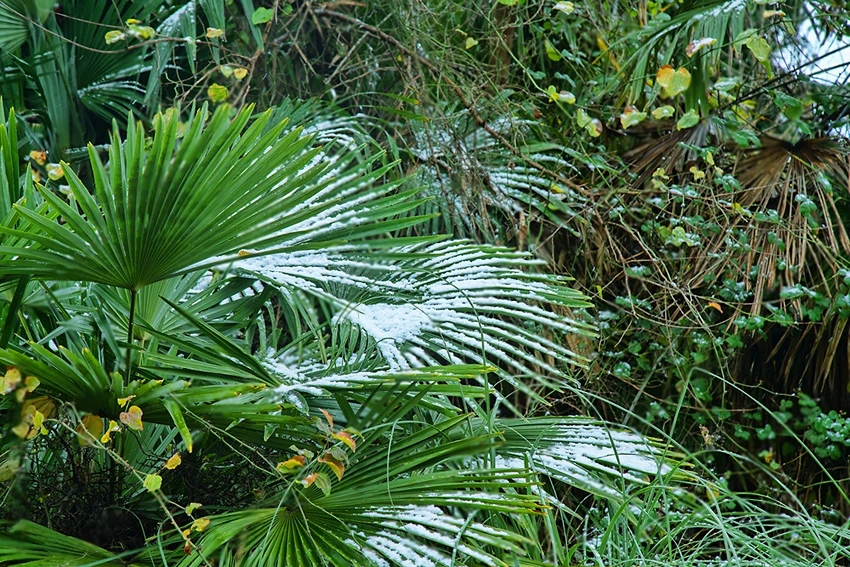 Caring for Trachycarpus Fortunei