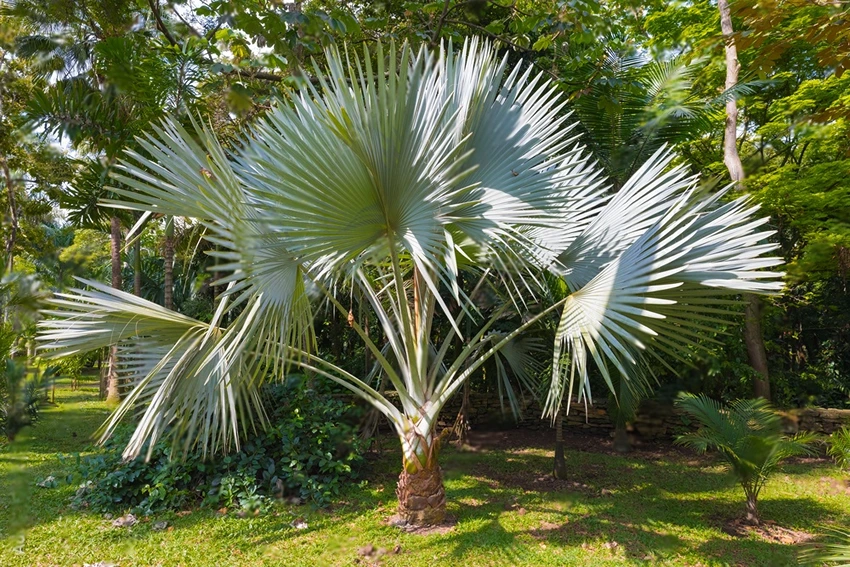 How to Propagate Trachycarpus Fortunei