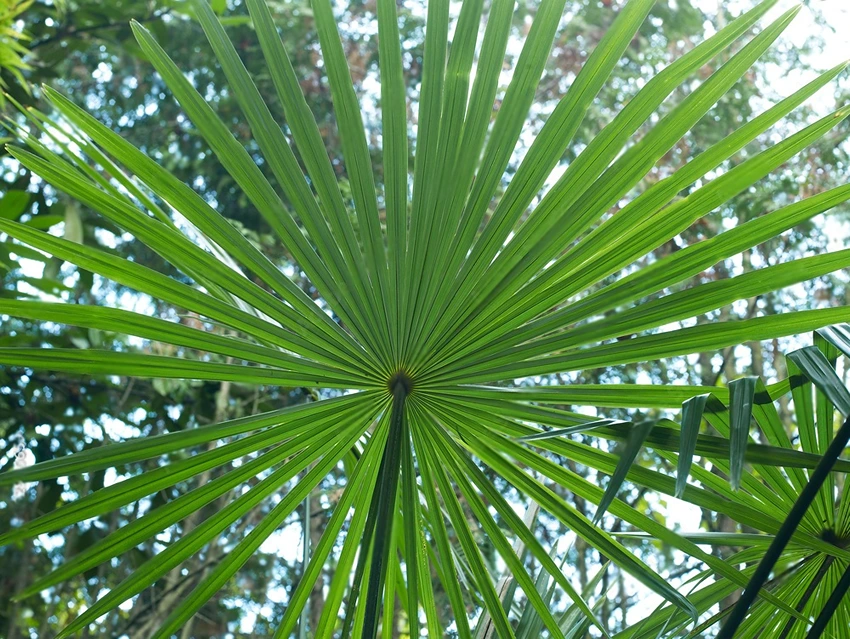 Varieties of Trachycarpus Fortunei to Grow