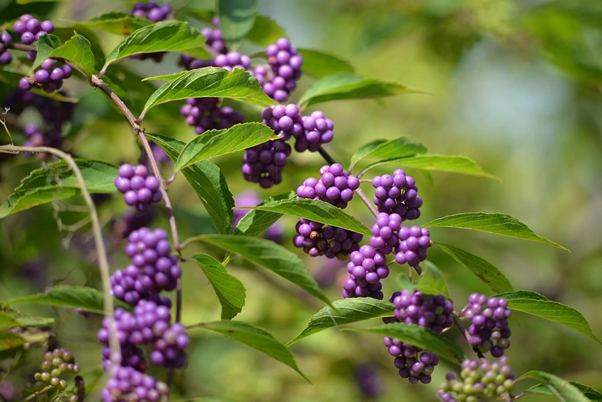 Varieties of Callicarpa to Grow