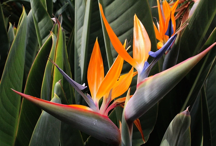 Problem Solving in Bird of Paradise Cultivation