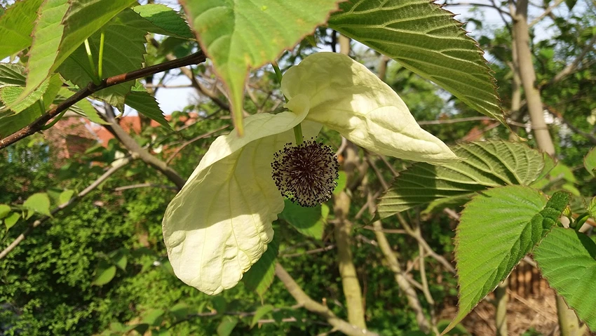 How to Grow the Handkerchief Tree