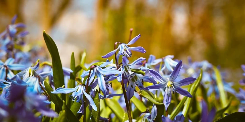 How to Grow Bluebells: A Gardener's Guide