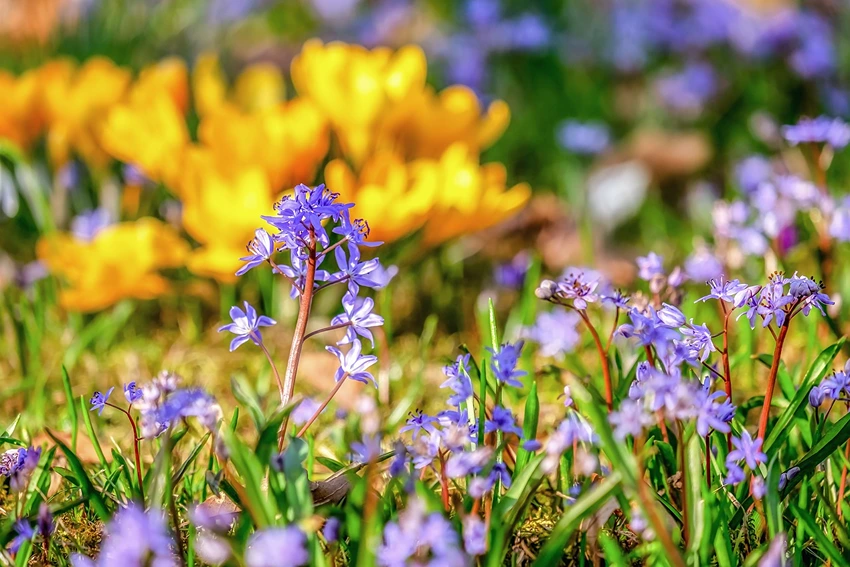 Understanding Bluebells