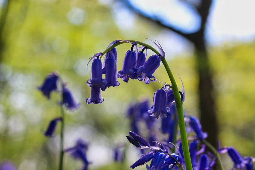 How to Plant Bluebells