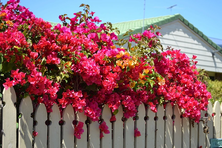 Common Queries About Bougainvillea