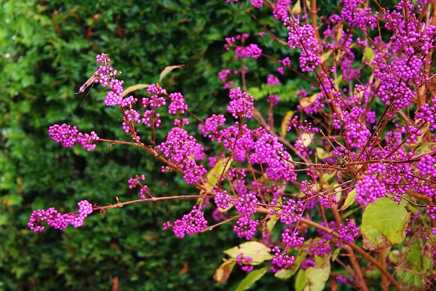 Caring for Callicarpa