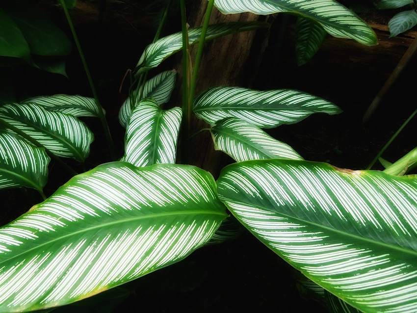 Varieties of Calathea to Grow