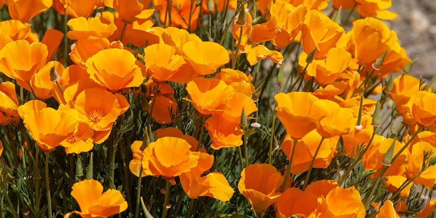 Growing Californian Poppies: A Gardener's Guide