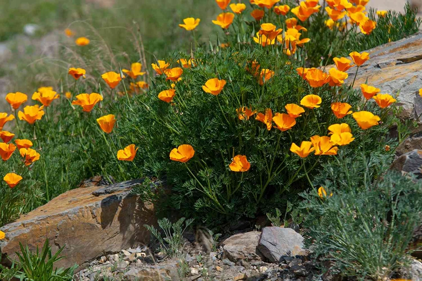 How to Grow Californian Poppies