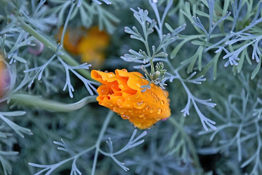 Where to Grow Californian Poppies