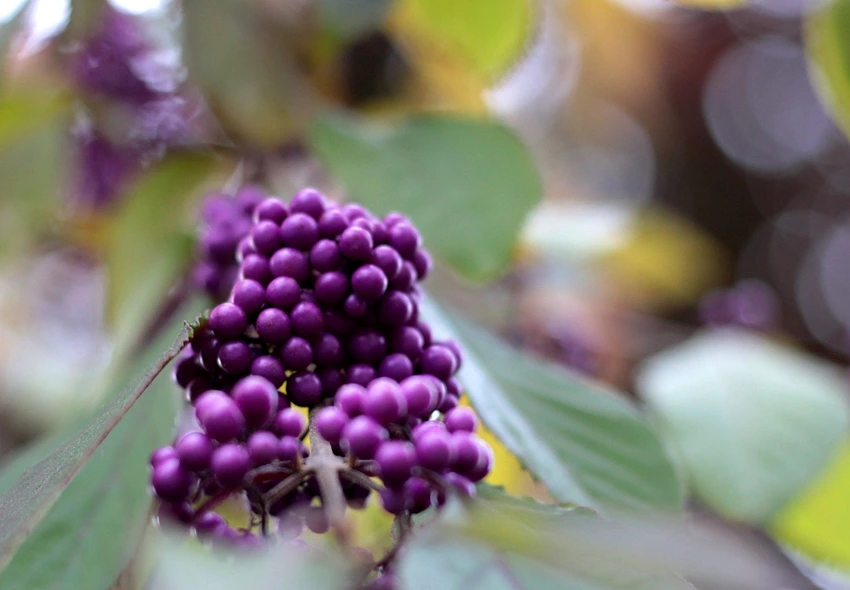 Where to Grow Callicarpa