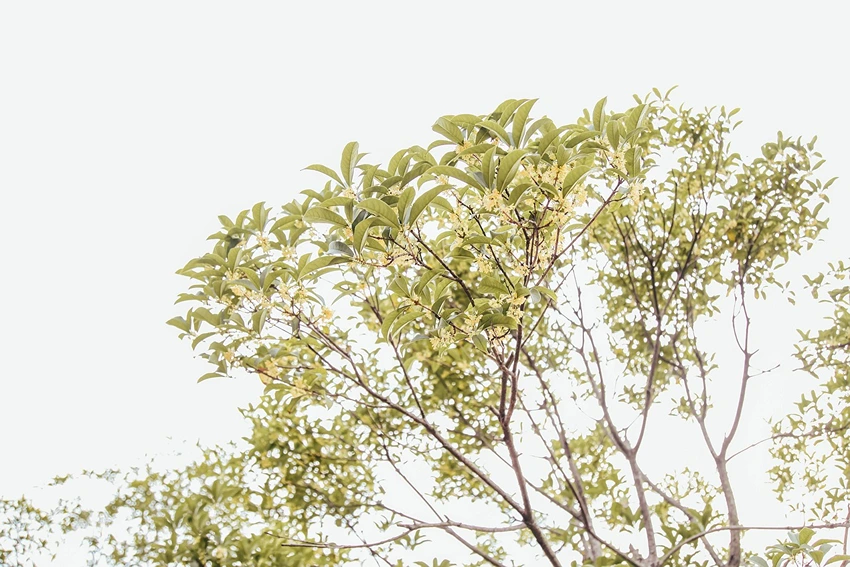 How to Grow Osmanthus