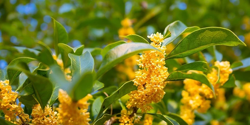 Introduction to Osmanthus