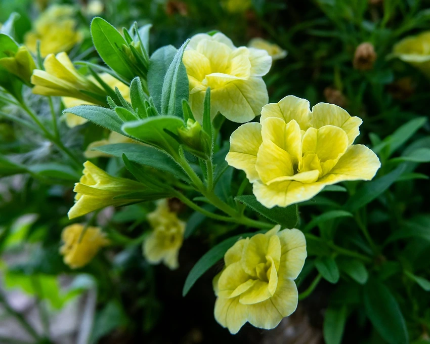 Growing Evening Primrose