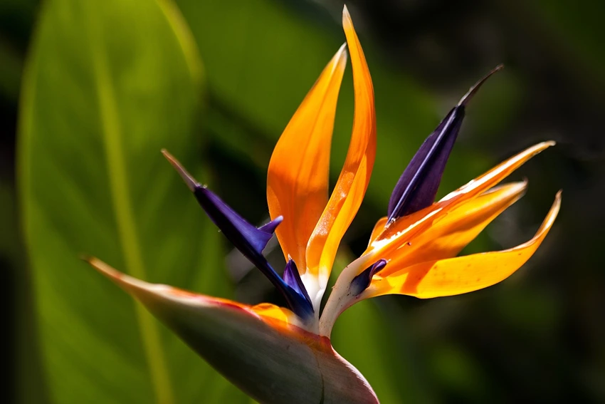 Varieties of Bird of Paradise to Grow