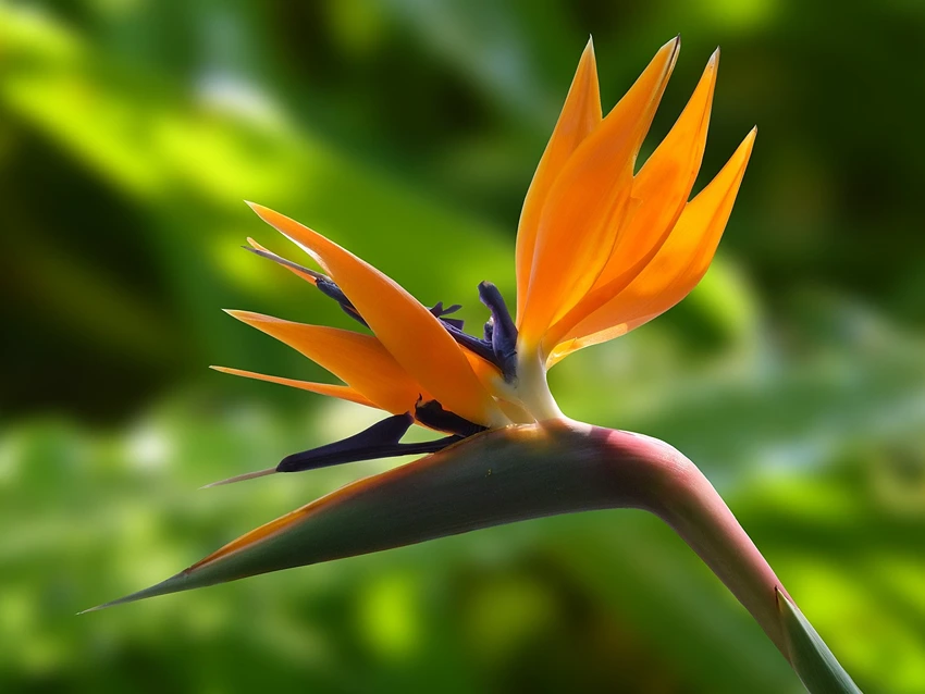 Caring for Bird of Paradise Plant