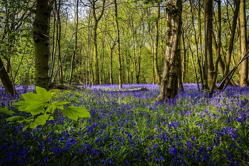 Caring for Bluebells
