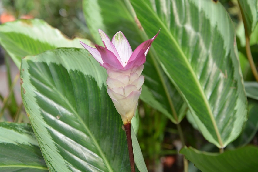 How to Grow Calathea