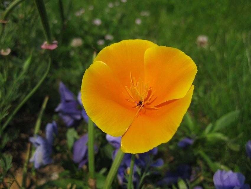 Caring for Californian Poppies