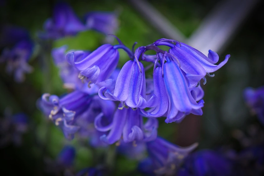 How to Propagate Bluebells